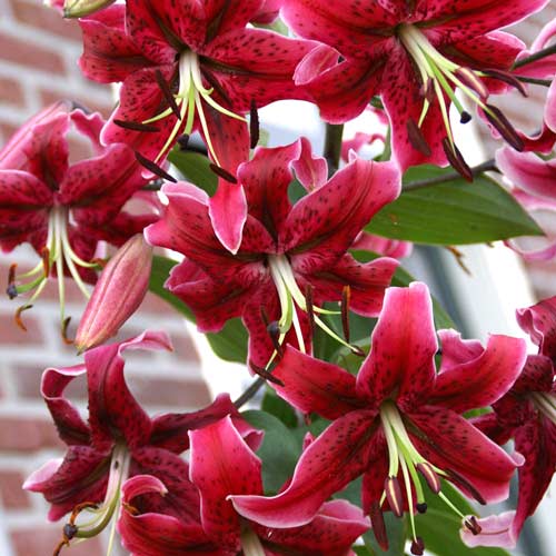 Лилия тигровая Мисс Фея изображение 1 артикул 76472