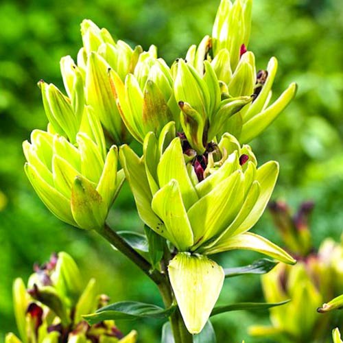 Лилия Мистери Дрим изображение 1 артикул 61080