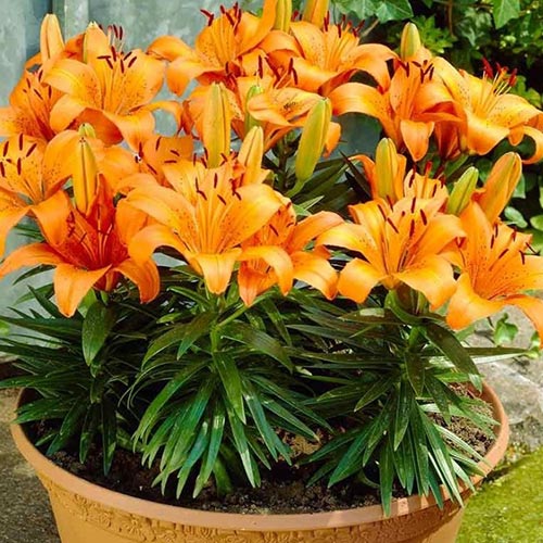 Лилия Оранж Пикси изображение 1 артикул 2954