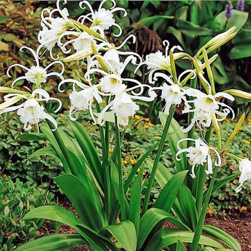 Лилия Паук изображение 1 артикул 67021