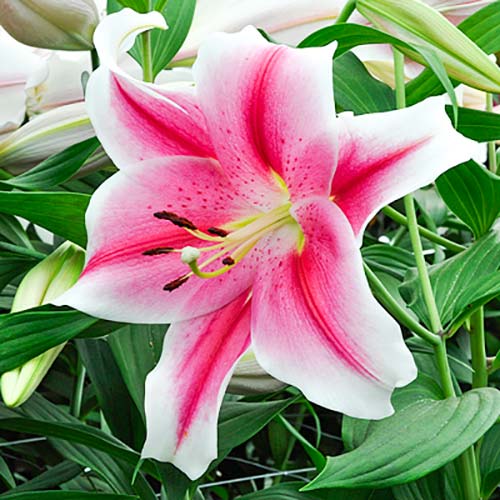 Лилия Пинк Бриллиант изображение 1 артикул 61071