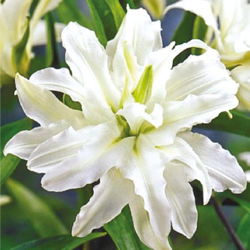 Лилия махровая Полар Стар изображение 1 артикул 67022
