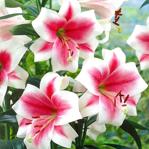 Лилия Полар изображение 1 артикул 61072