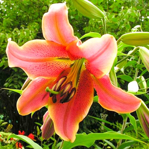 Лилия Ред Хот изображение 1 артикул 61070