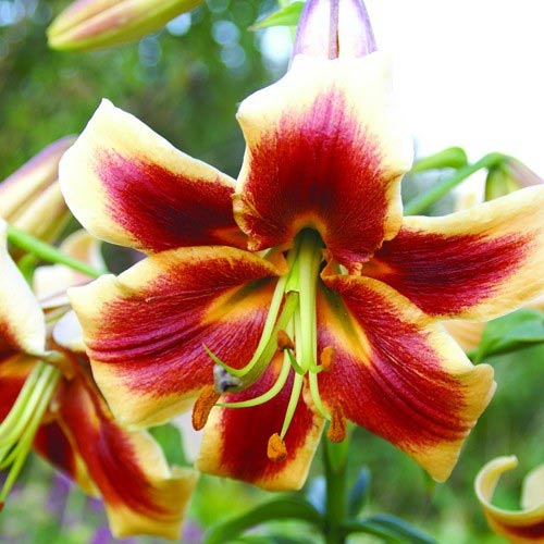 Лилия Ред Морнинг изображение 1 артикул 61069