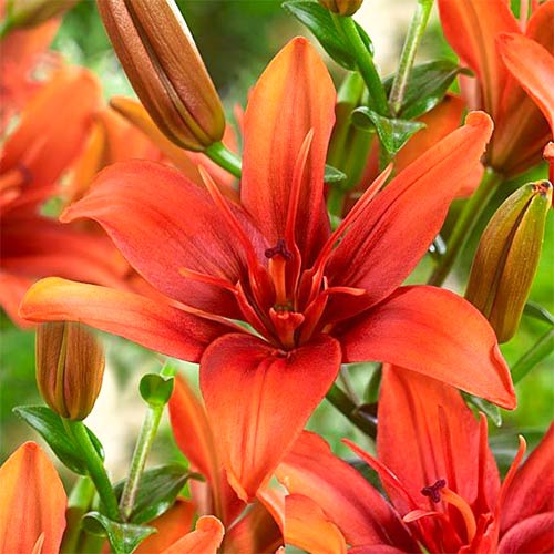 Лилия Ред Твин изображение 1 артикул 61081