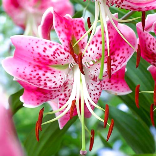 Лилия видовая Рубрум изображение 1 артикул 68319