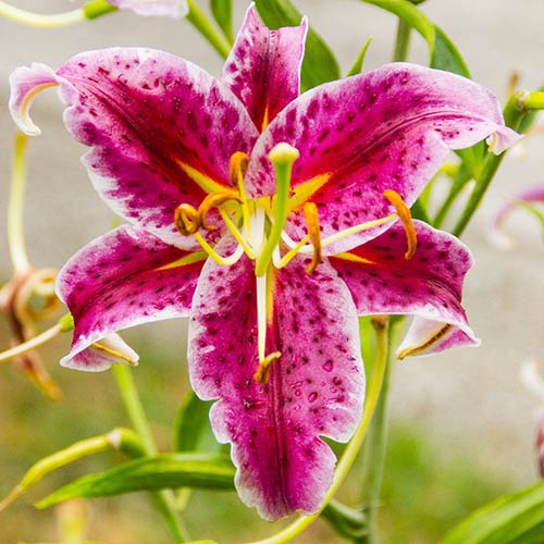 Лилия восточная Старгейзер изображение 1 артикул 76479