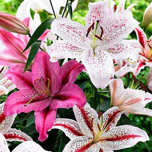 Лилия восточная Тайгер, микс артикул фото 1 Лилия восточная Тайгер, микс изображение 1 артикул 76480