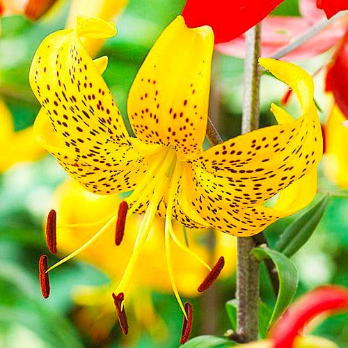 Лилия тигровая Лейхтлина изображение 1 артикул 70434