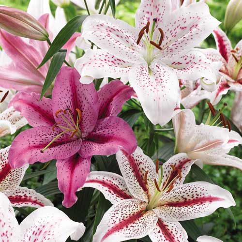 Лилия тигровая, микс изображение 1 артикул 68357