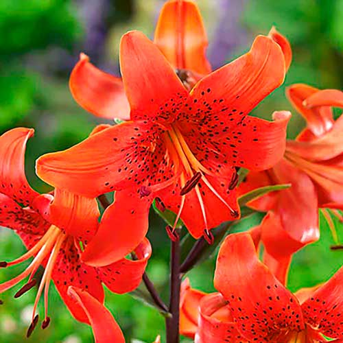 Лилия тигровая Ред Тайгер изображение 1 артикул 68958