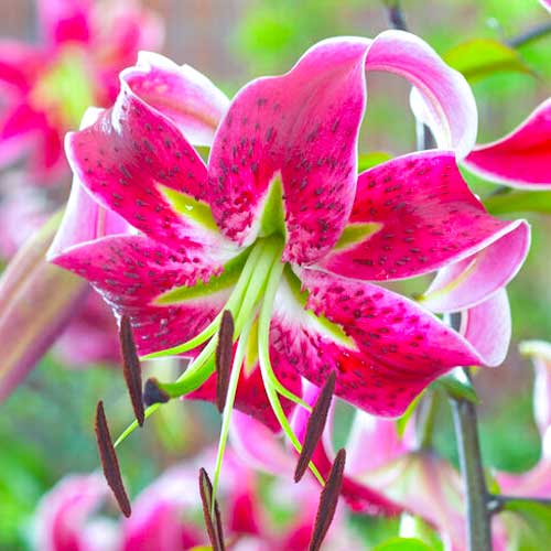 Лилия тигровая Специозум Рубрум изображение 1 артикул 70438