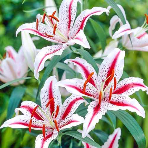 Лилия восточная Тайгер Вудс изображение 1 артикул 68317