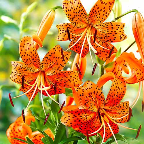 Лилия тигровая Тигринум изображение 1 артикул 76123