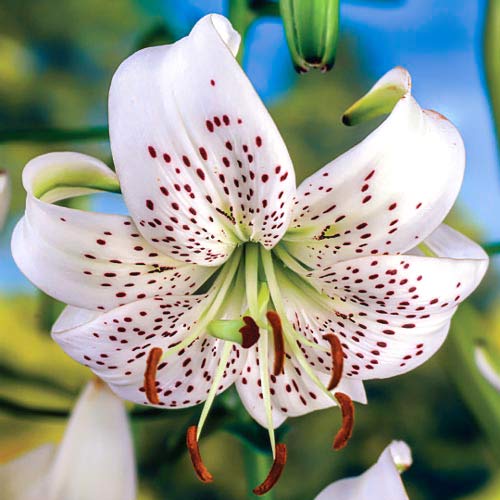 Лилия тигровая Уайт Тайгер изображение 1 артикул 68318