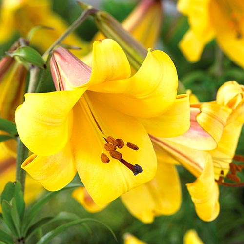 Лилия трубчатая Голден Сплендор изображение 1 артикул 76309