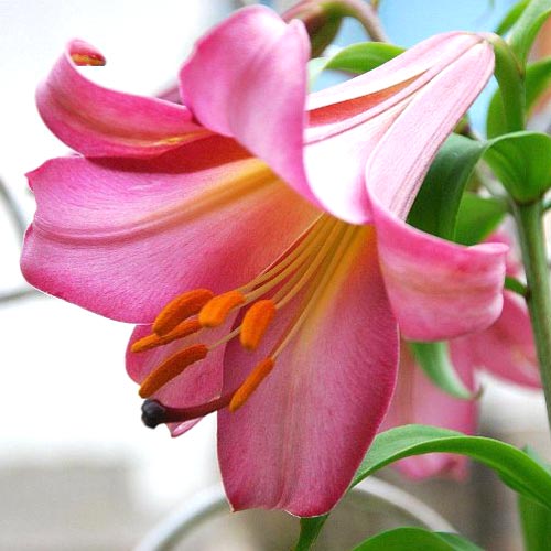 Лилия трубчатая Пинк Перфекшн изображение 1 артикул 67254