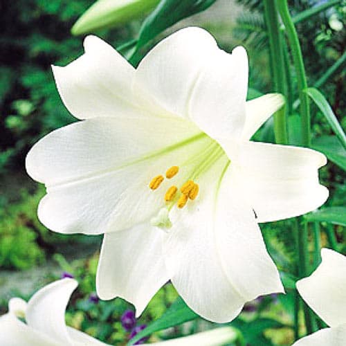 Лилия трубчатая Вайт Хевен изображение 1 артикул 76124