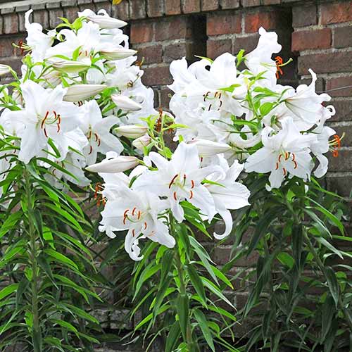 Лилия Вилла Бланка изображение 2 артикул 61062