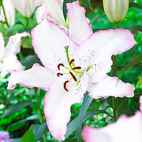 Лилия восточная Бразилия изображение 1 артикул 70424