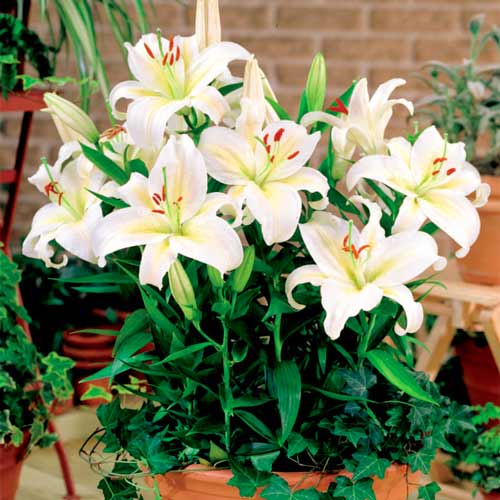 Лилия восточная Гисборн изображение 1 артикул 68924