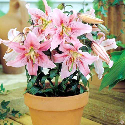 Лилия восточная горшечная Мона Лиза изображение 1 артикул 68943