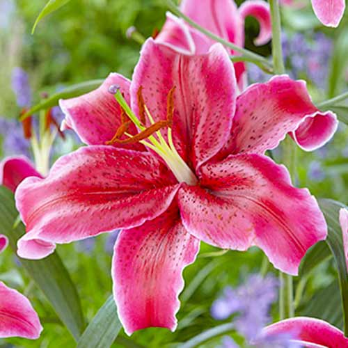 Лилия восточная Корвара изображение 1 артикул 70427