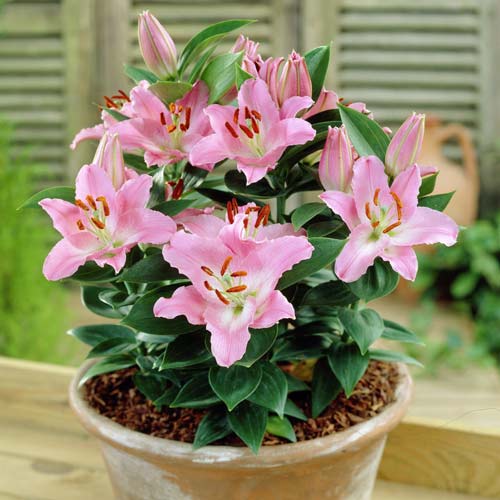 Лилия восточная Литтл Джон изображение 1 артикул 68925