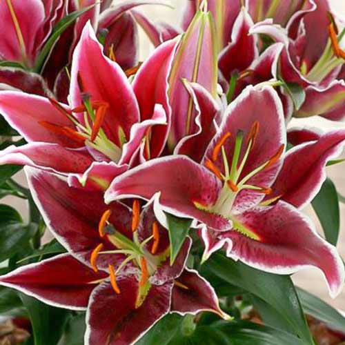 Лилия восточная Магни Корз изображение 1 артикул 76606