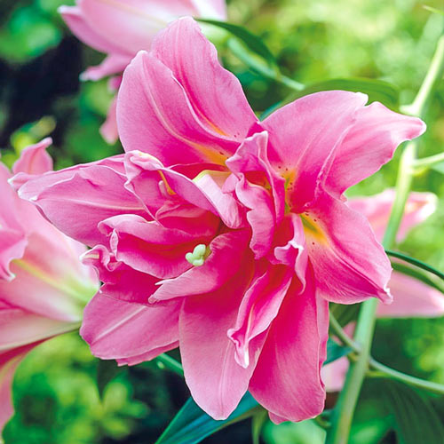 Лилия восточная махровая Дабл Сюрпрайз изображение 1 артикул 76307