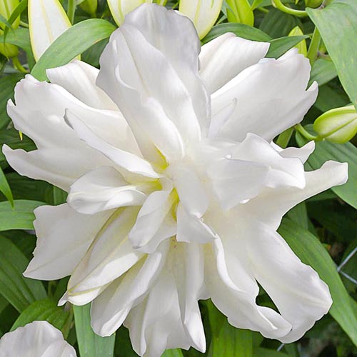 Лилия восточная махровая Лотус Айс изображение 1 артикул 76664