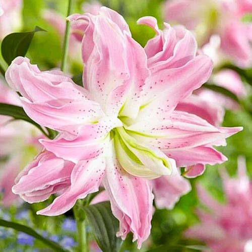 Лилия восточная махровая Лотус Элеганс изображение 1 артикул 76663