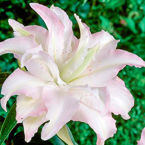 Лилия восточная махровая Мисс Люси изображение 1 артикул 76316