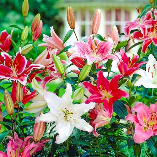 Лилия восточная, микс изображение 1 артикул 70435