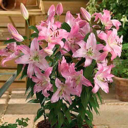 Лилия восточная (ориенталь) Фаролито изображение 1 артикул 67244