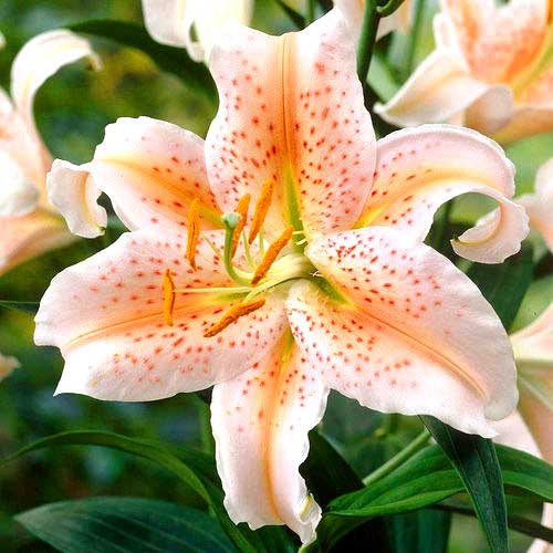 Лилия восточная (ориенталь) Салмон Стар изображение 1 артикул 67248