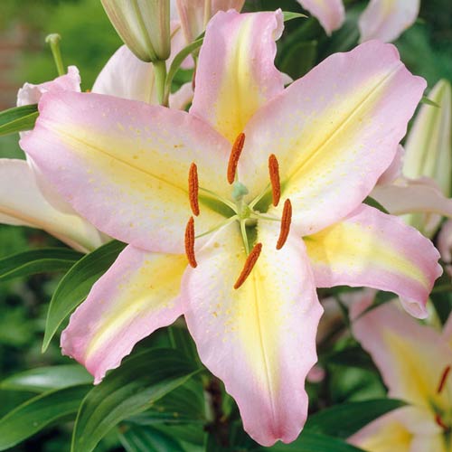 Лилия восточная Звездный Класс артикул фото 1 Лилия восточная Звездный Класс изображение 1 артикул 76478