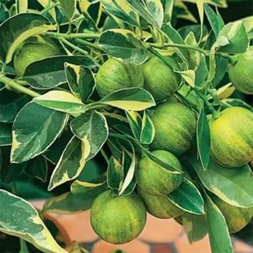 Лимон Вариегата изображение 1 артикул 01241