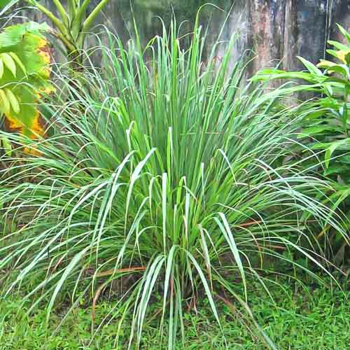 Лимонная трава Цитронелла изображение 1 артикул 66163