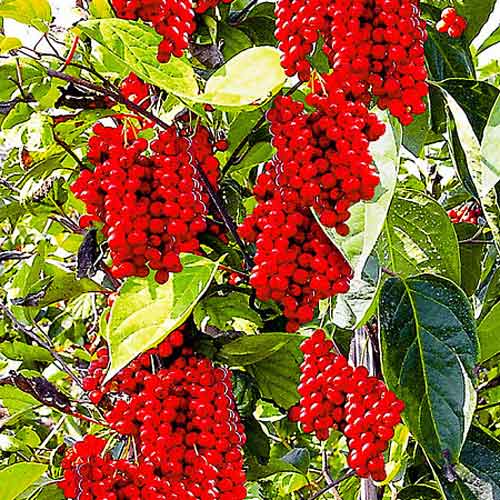 Лимонник китайский, семена изображение 1 артикул 65251