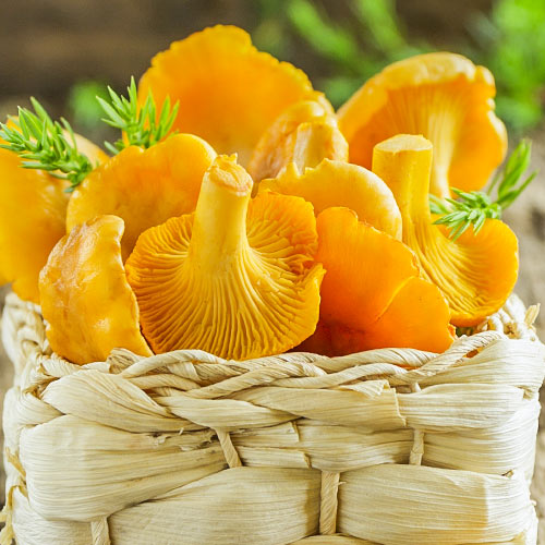 Лисичка обыкновенная артикул фото 1 Лисичка обыкновенная изображение 1 артикул 9733