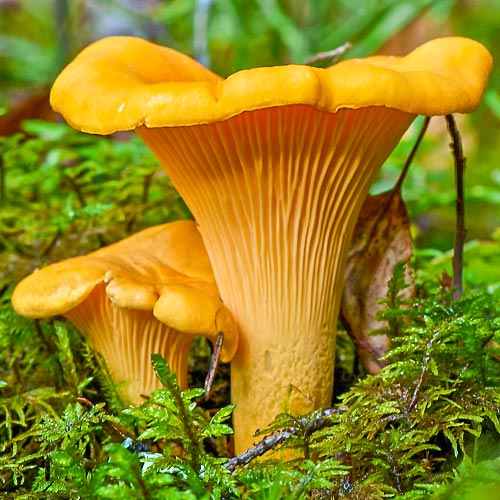 Лисичка обыкновенная артикул фото 2 Лисичка обыкновенная изображение 2 артикул 9733