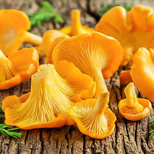 Лисичка обыкновенная артикул фото 3 Лисичка обыкновенная изображение 3 артикул 9733