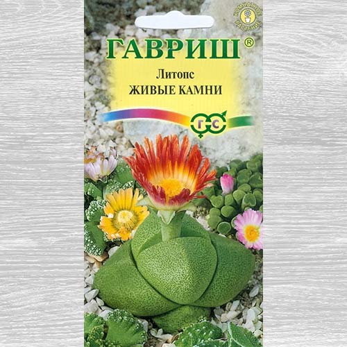 Литопс Живые камни, смесь окрасок изображение 1 артикул 66087