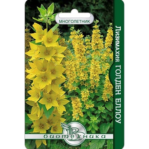 Лизимахия Голден Еллоу Биотехника изображение 1 артикул 91588