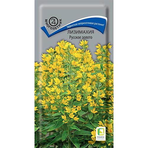 Лизимахия Русское золото Поиск изображение 1 артикул 93035