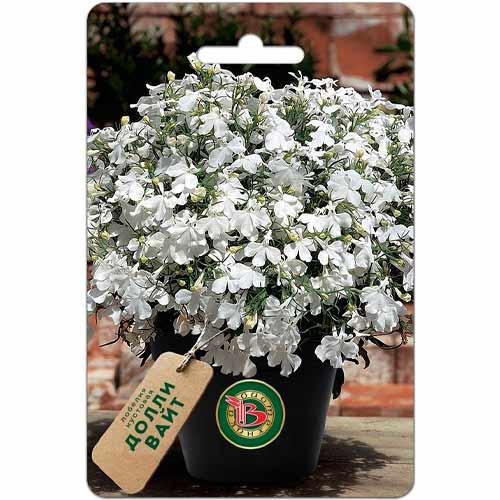 Лобелия кустовая Долли вайт Биотехника изображение 1 артикул 40429