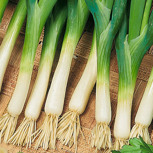 Лук батун Нежность Уральский дачник изображение 1 артикул 74175