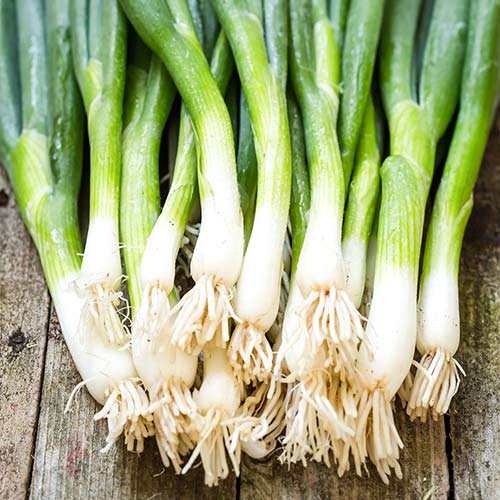 Лук батун Русский зимний изображение 1 артикул 74176